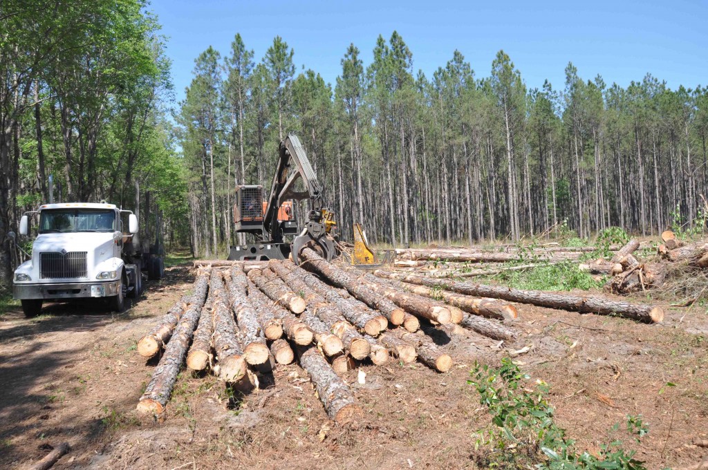 Photos – Gray Logging